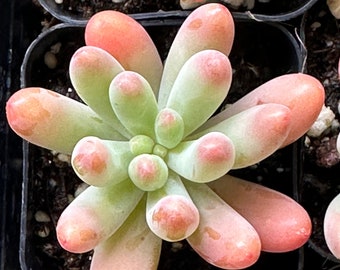 Sedum pachyphyllum - Blue Jelly Bean