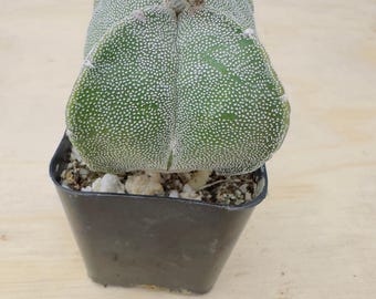 Cactus de gorro de obispo de cuatro costillas