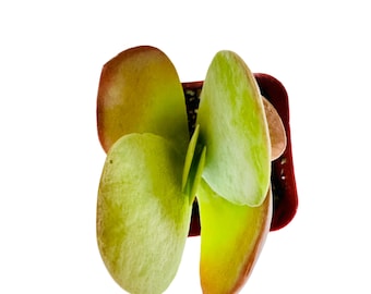 Kalanchoe (planta de pala)