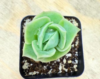 Lovely Rose Echeveria