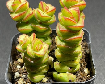 Collar de jade Crassula