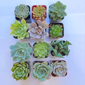 12 Pack Assorted Succulents