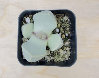 Karoo Rose