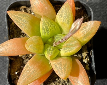 Haworthia turgida var. suberecta