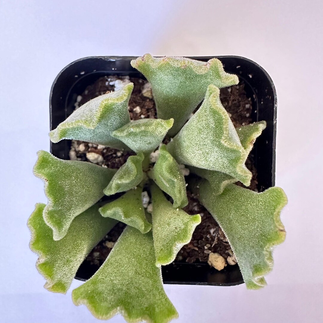 Adromischus Cristatus - Crinkle Leaf Plant - Etsy