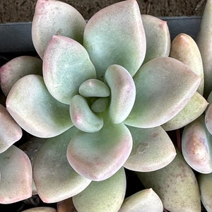 Pachyphytum - Blue Haze