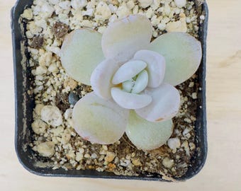 Lauii Echeveria