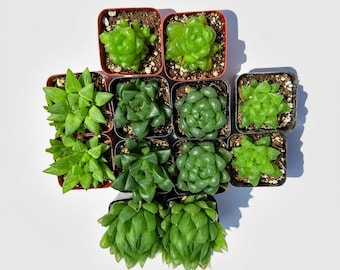 Paquete de 12 suculentas Haworthia surtidas