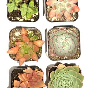 6 Pack Assorted Succulents