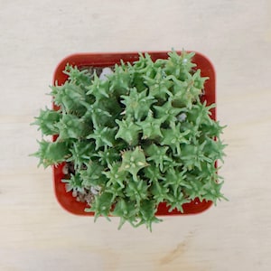 May include: Overhead view of a green succulent plant with spiky, star-shaped leaves. The plant is in a small, square, red plastic pot. The background is a light-colored wooden surface.