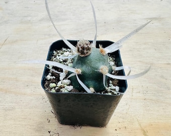 Cactus de espina de papel