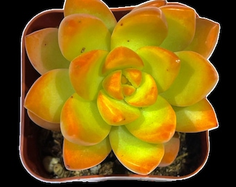 Sedum adolphi - Golden Glow