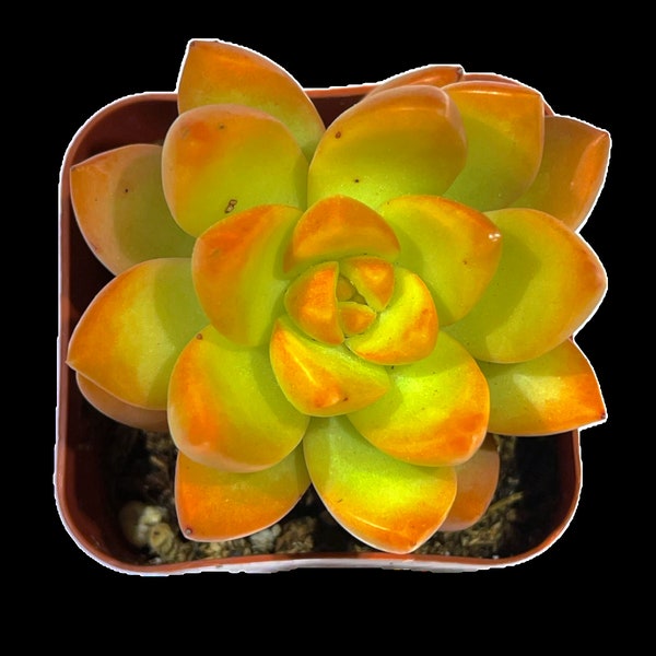 Sedum adolphi - Golden Glow