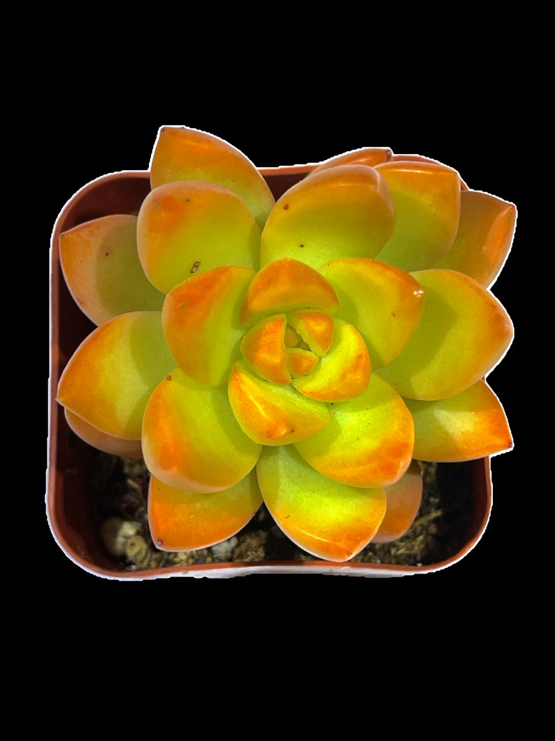 Sedum adolphi Golden Glow zdjęcie 1