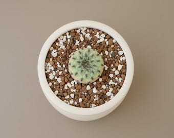 Rausch’s Sulcorebutia