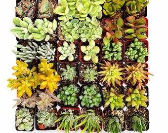 36 Pack Assorted Mini Succulents