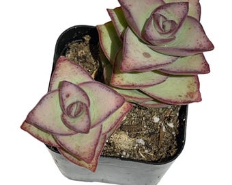 String of Buttons Crassula
