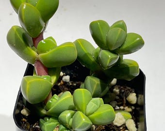 Ice Plant