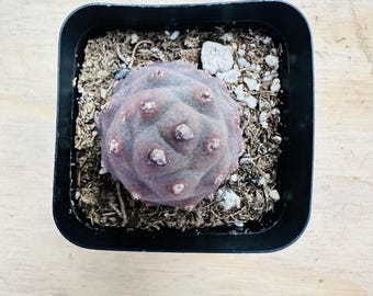 Tephrocactus articulatus var. inermis - Pine Cone Cactus