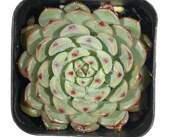Echeveria Minima Azul