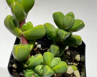 Planta de hielo
