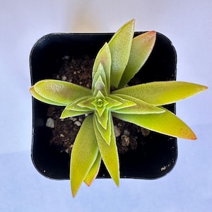 Crassula Capitella - Red Pagoda