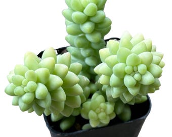 Sedum morganianum- Burrito