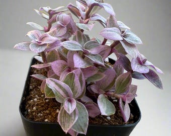 Callisia repens – Pink Lady / Turtle Vine