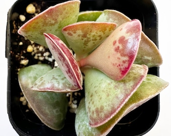 Corazones Calico Adromischus