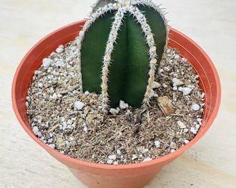 Cactus de poste de cerca mexicano