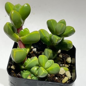 Ice Plant