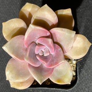 Graptopetalum superbum