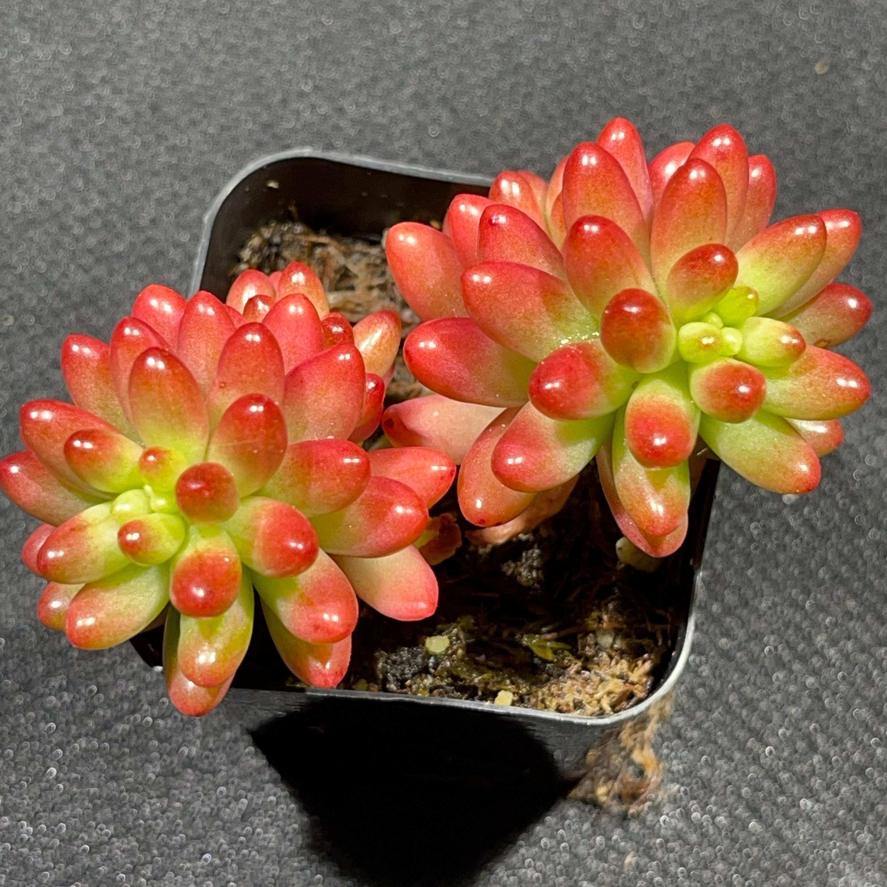 A vibrant pink jelly bean succulent
