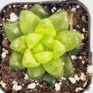 haworthia cymbiformis var. obtusa