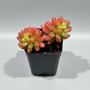 Sedum de gominola rosa