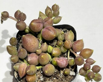 Variegated Angel Tears Brocade
