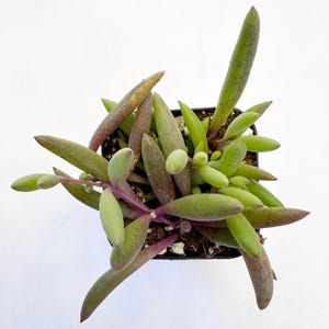 Othonna capensis - Ruby Necklace