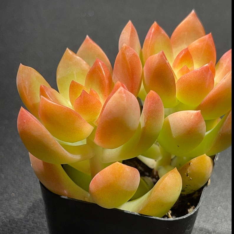 Sedum adolphi Golden Glow zdjęcie 3