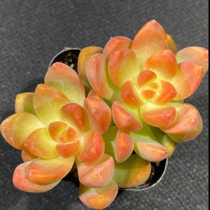 Sedum adolphi Golden Glow zdjęcie 2