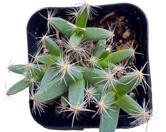 Mini rosa del desierto