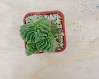 Templo de Buda Crassula