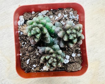 Bonsai Sedum