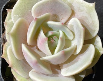 Lola Echeveria