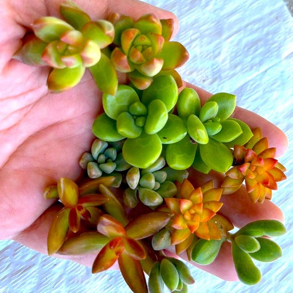 12 Mini Succulent Cuttings