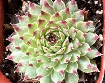 Sempervivum tectorum ssp. calcareum