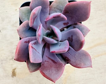 Debbie Graptoveria