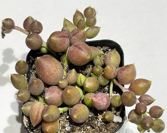 Brocado Lágrimas de Ángel Variegado