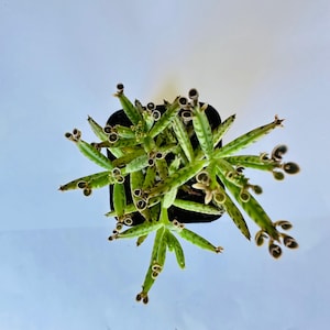 Kalanchoe delagoensis - Mother of Millions