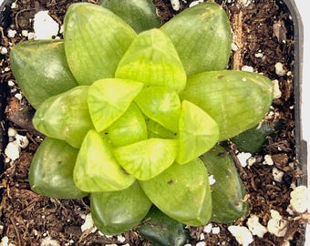 Haworthia cymbiformis var. obtusa