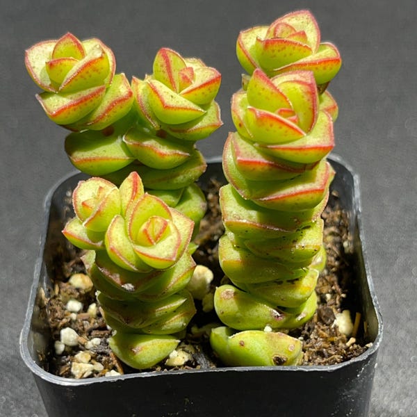Jade Necklace Crassula